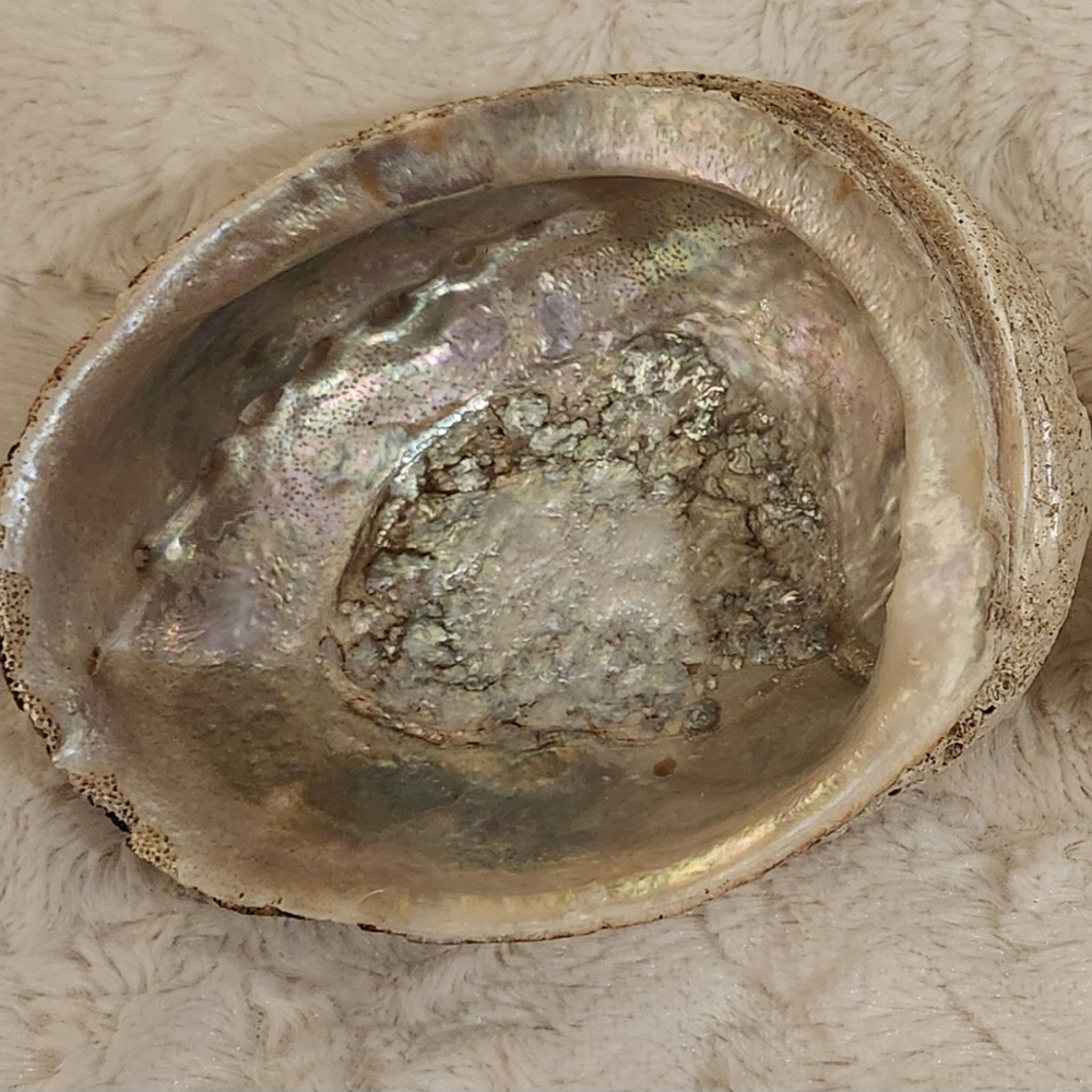 Natural Iridescent Abalone Shell Offers Welcome